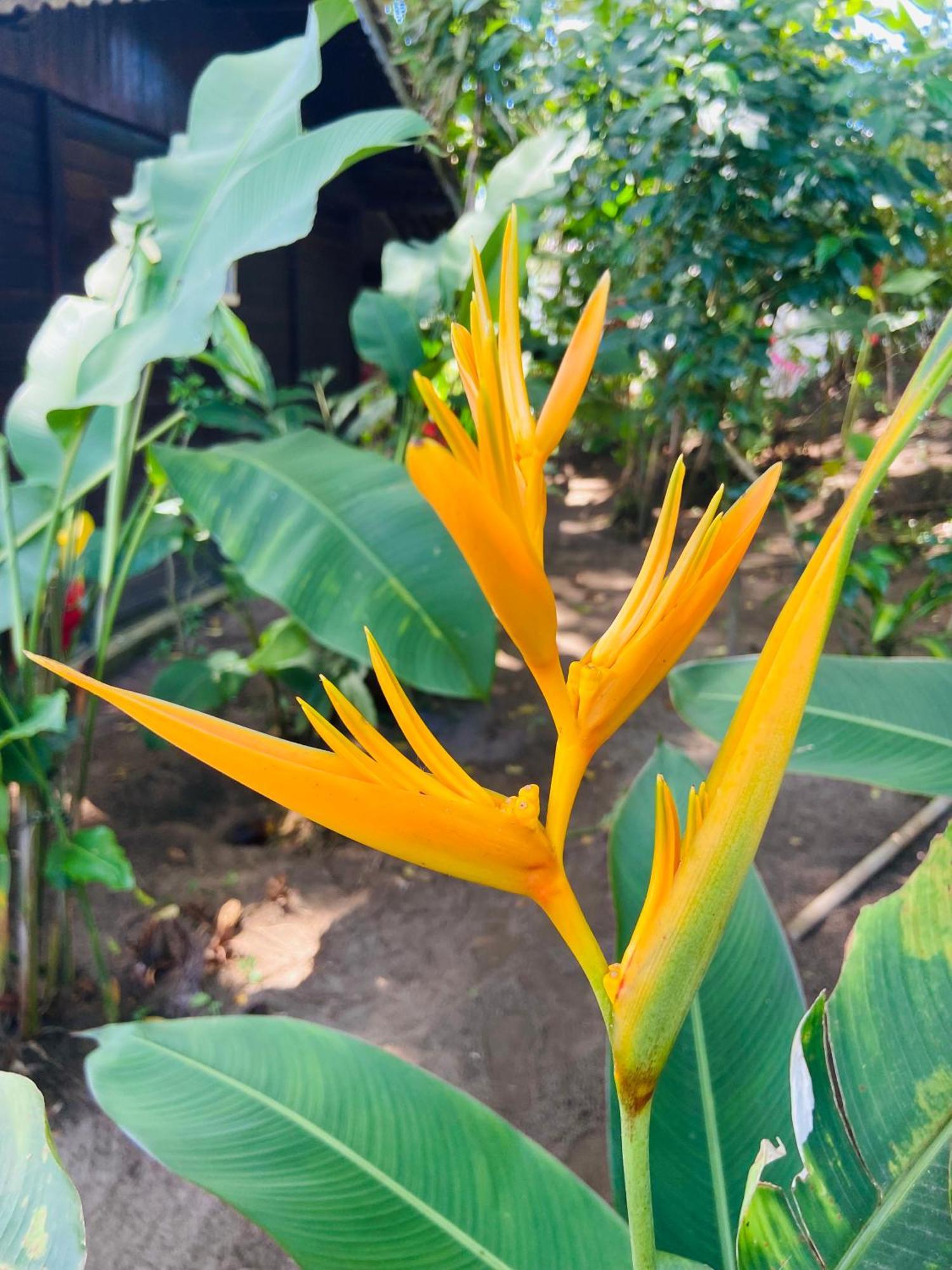 Pousada Coco Dende Velha Boipeba Exteriör bild